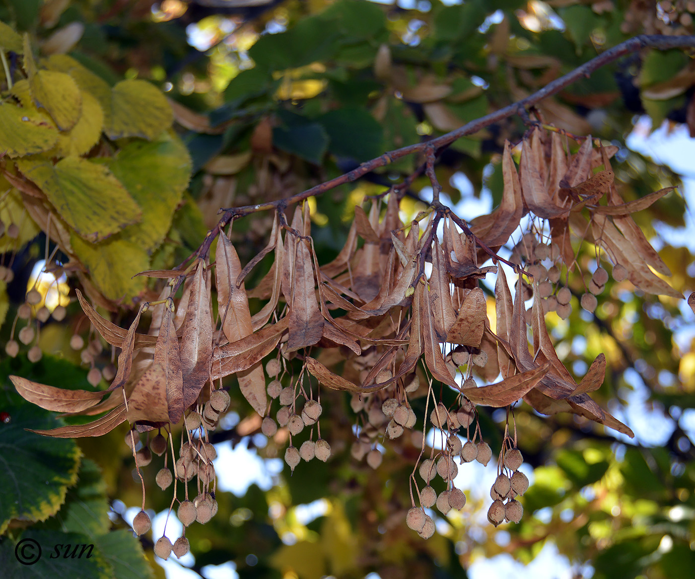 Image of Tilia platyphyllos specimen.