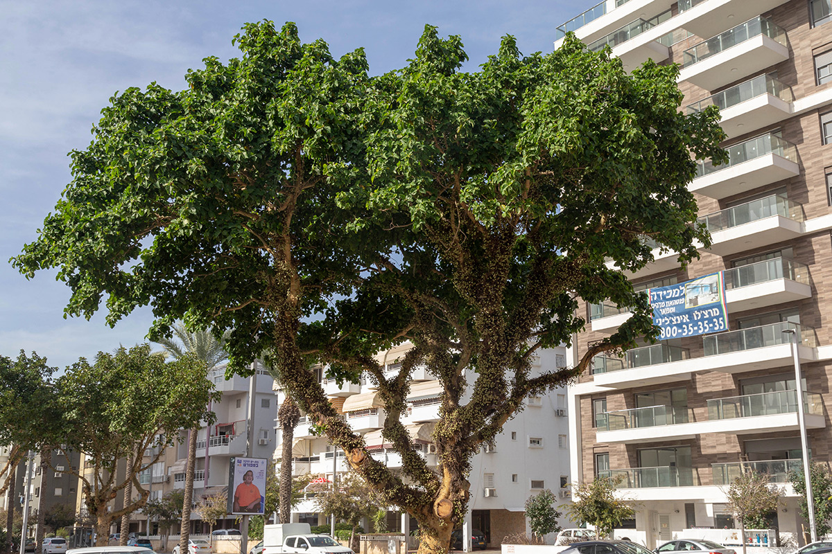 Изображение особи Ficus sycomorus.