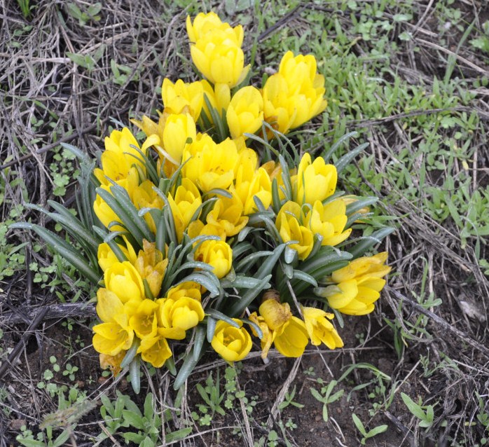 Изображение особи Sternbergia lutea.