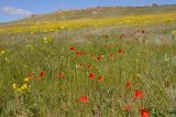 Papaver laevigatum. Цветущие растения. Крым, Караларский природный парк, долина р. Сююрташ, участок степи с аспектом цветущих Senecio vernalis. 09.05.2021.