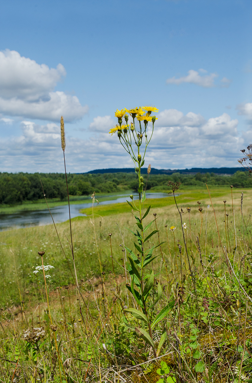 Изображение особи Hieracium umbellatum.