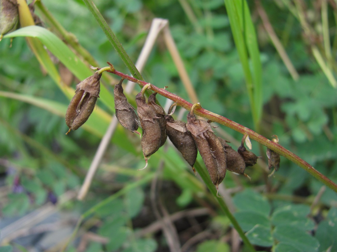 Изображение особи Astragalus brachytropis.