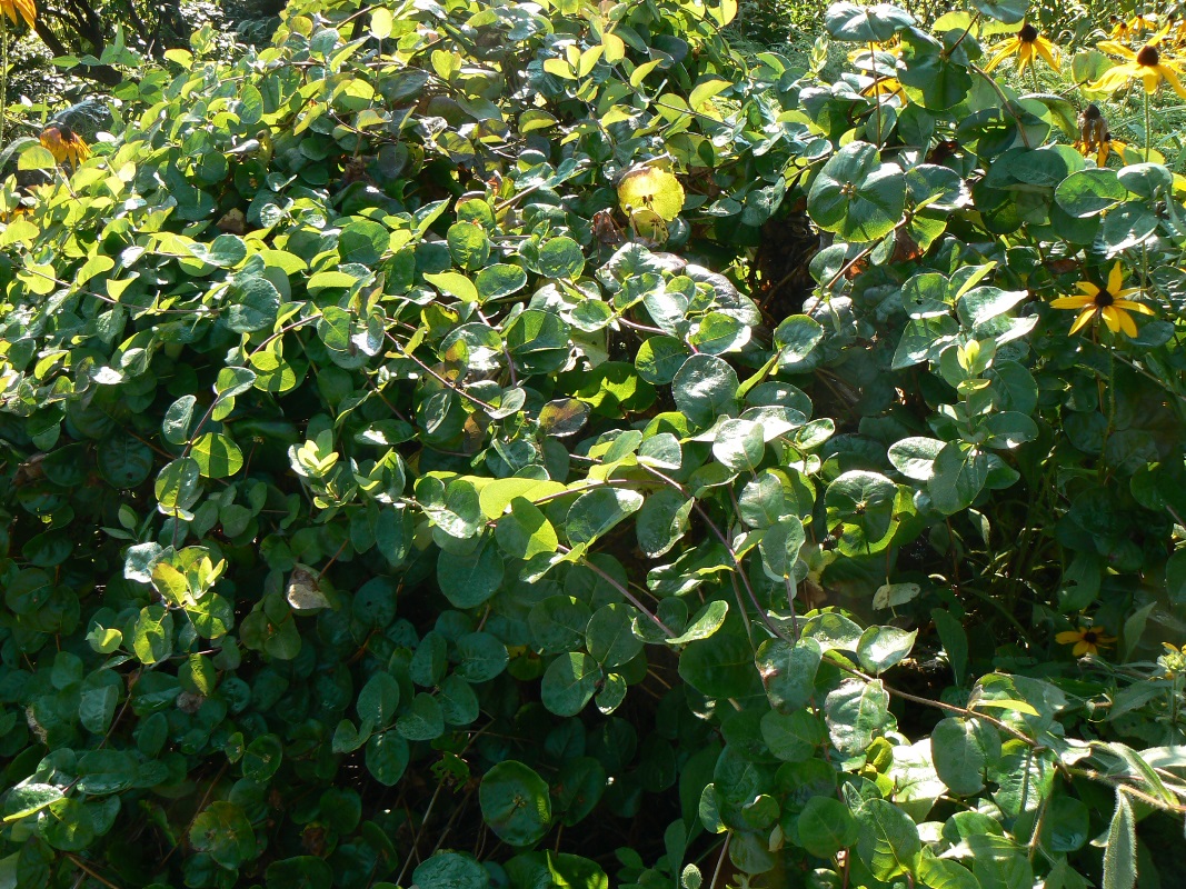 Image of Lonicera caprifolium specimen.