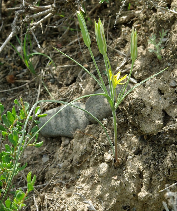 Image of Gagea reticulata specimen.