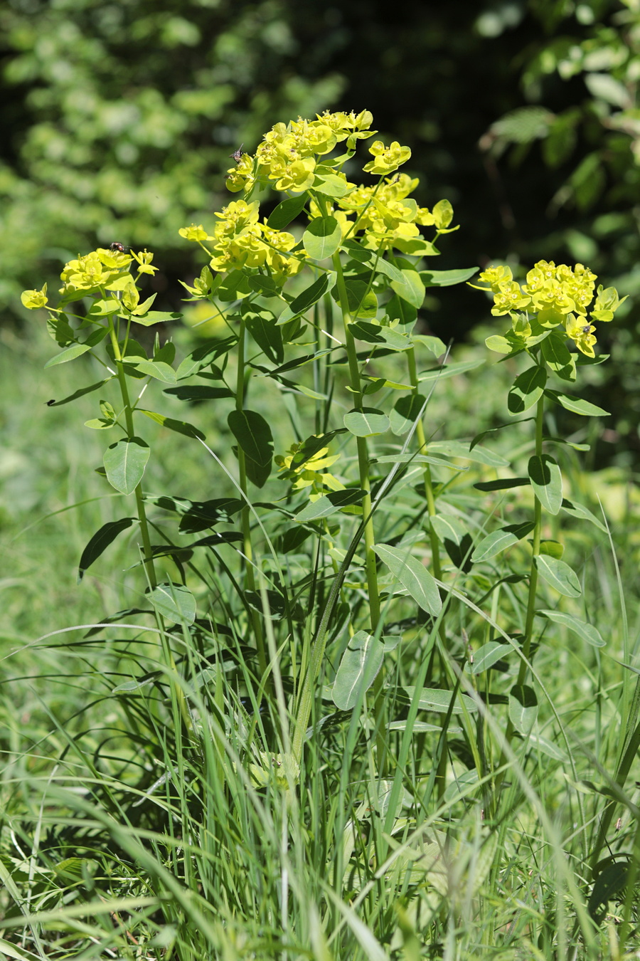 Image of Euphorbia tauricola specimen.