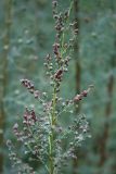 Myricaria bracteata. Верхушка побега. Алтай, окр. пос. Манжерок. 22.08.2009.