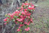 Rhododendron thomsonii. Часть кроны цветущего растения. Бутан, дзонгхаг Монгар, национальный парк \"Phrumsengla\". 04.05.2019.