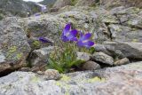 Campanula biebersteiniana. Цветущее растение. Карачаево-Черкесия, Урупский р-н, Кавказский биосферный заповедник, Имеретинские озёра, у оз. Буша, ≈ 2800 м н.у.м., на скалах. 27.07.2022.