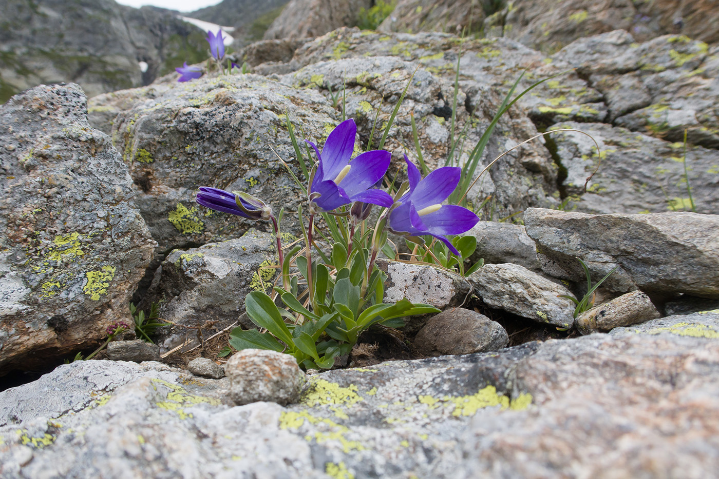 Image of Campanula biebersteiniana specimen.