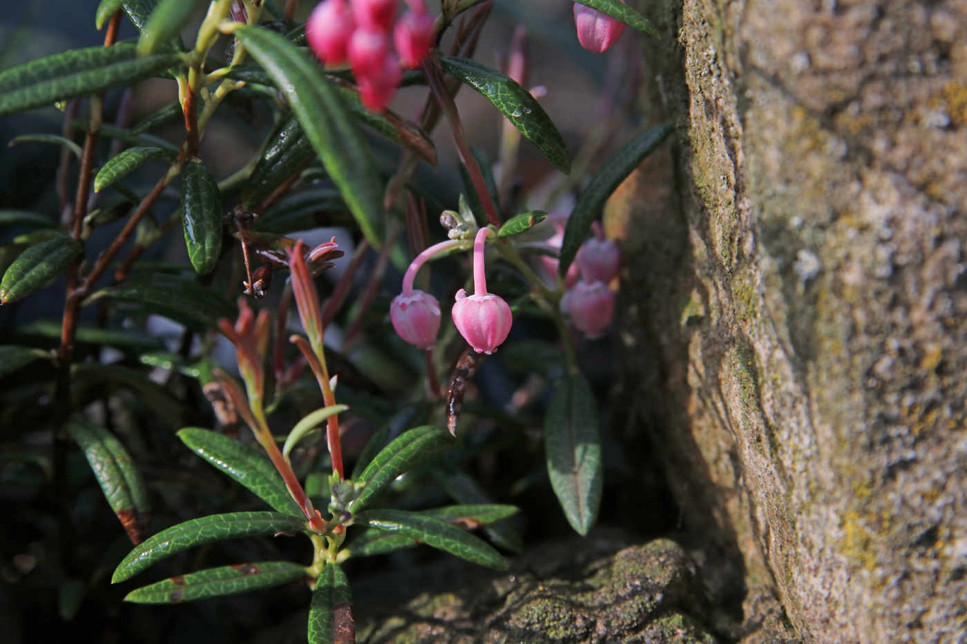 Image of Andromeda polifolia specimen.