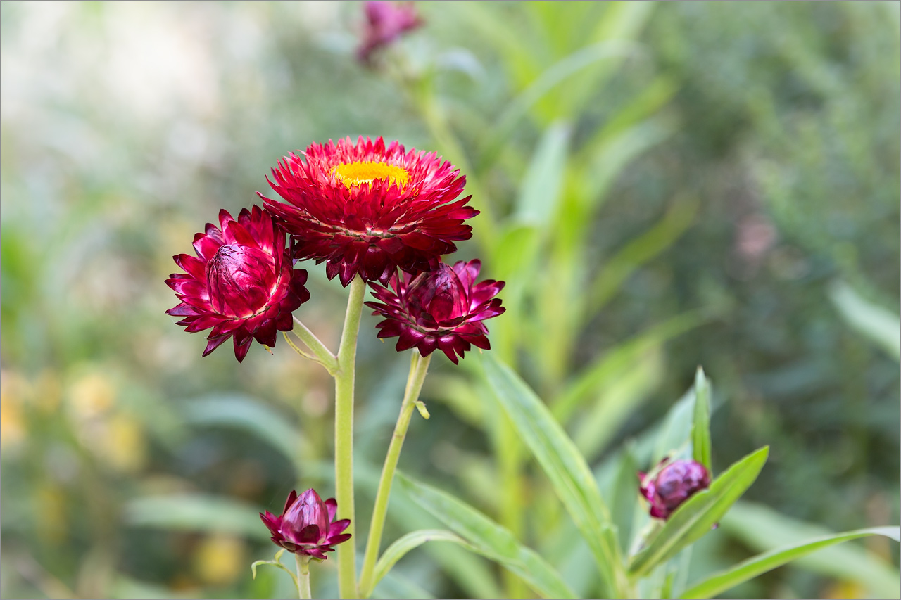 Изображение особи Xerochrysum bracteatum.