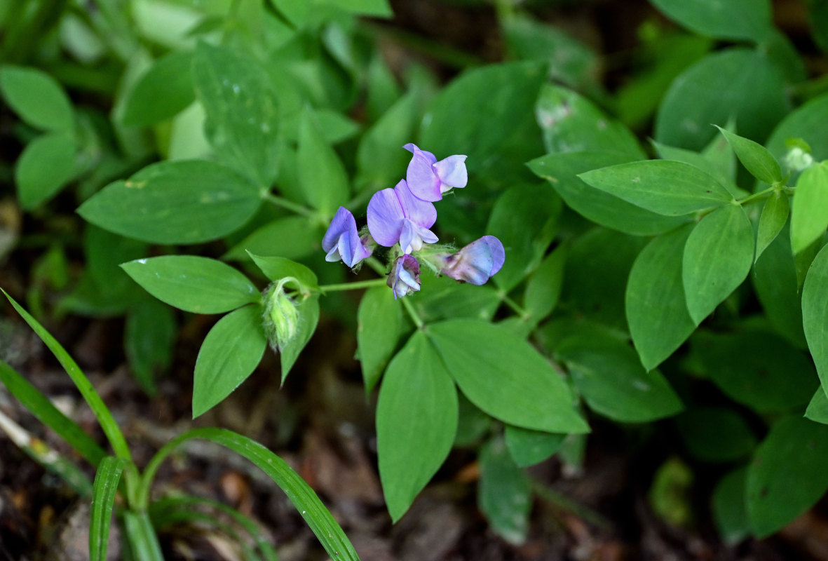 Image of Lathyrus laxiflorus specimen.