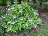 Hydrangea macrophylla. Цветущее растение на клумбе (культивар). Абхазия, Гудаутский р-н, г. Новый Афон, Приморский парк. 16 июля 2008 г.