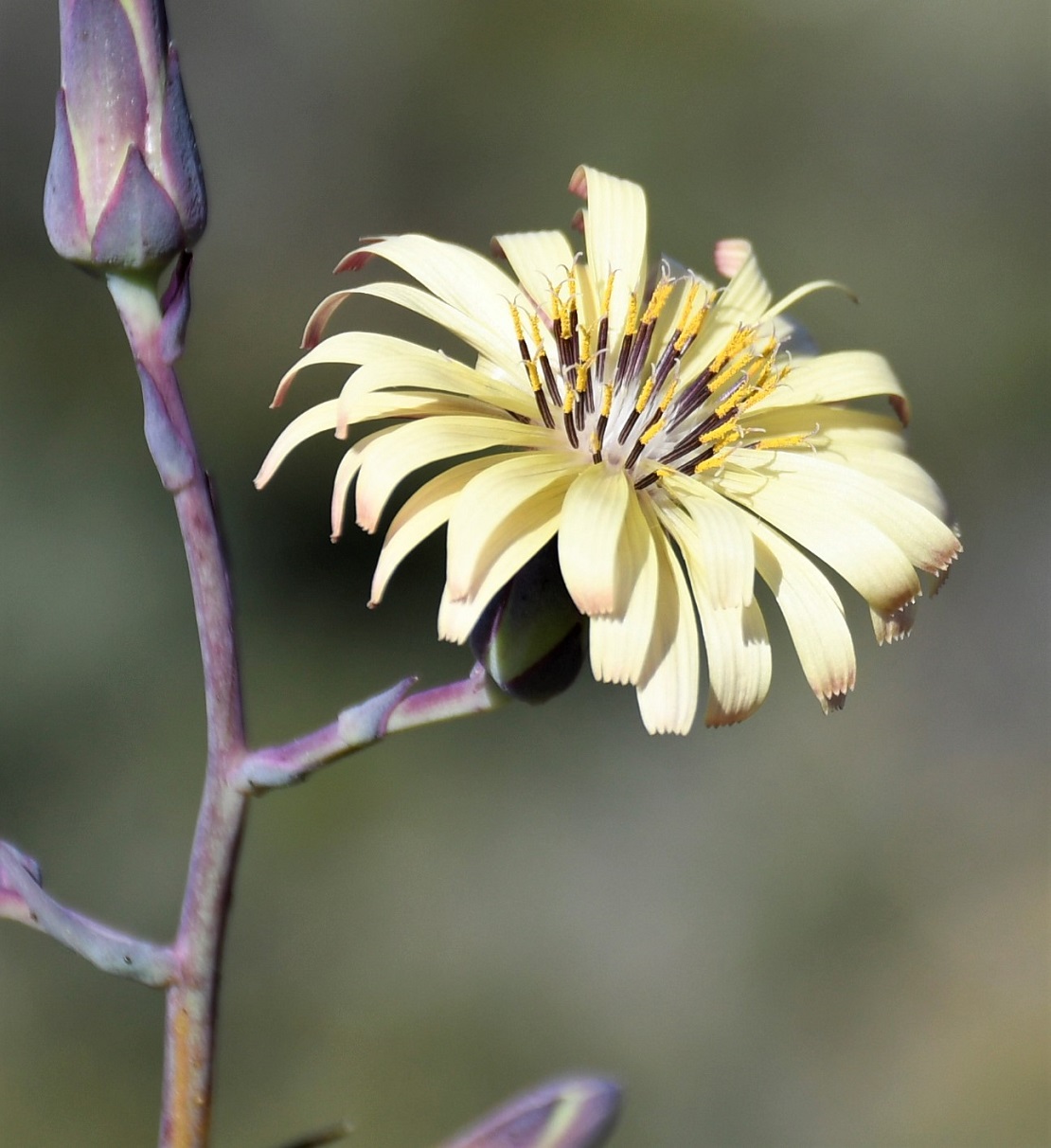 Изображение особи Lactuca tuberosa.