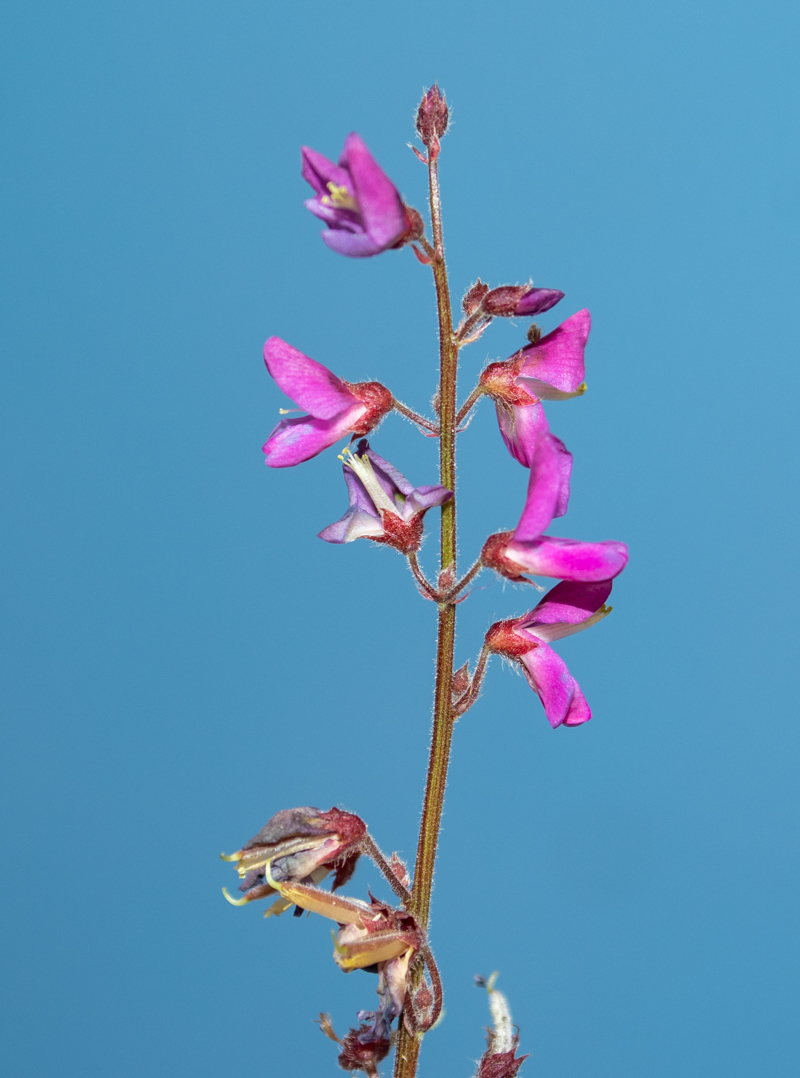 Image of familia Fabaceae specimen.