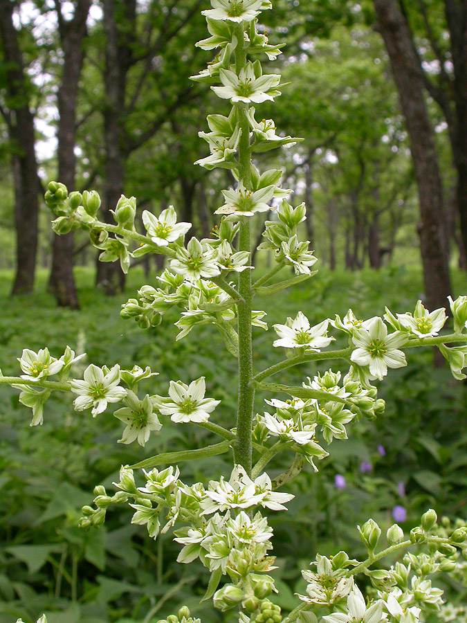 Изображение особи Veratrum dahuricum.