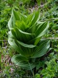 Veratrum lobelianum. Вегетирующее растение. Хакасия, Орджоникидзевский р-н, верховья р. Правая Сарала, луговой склон. 08.06.2022.