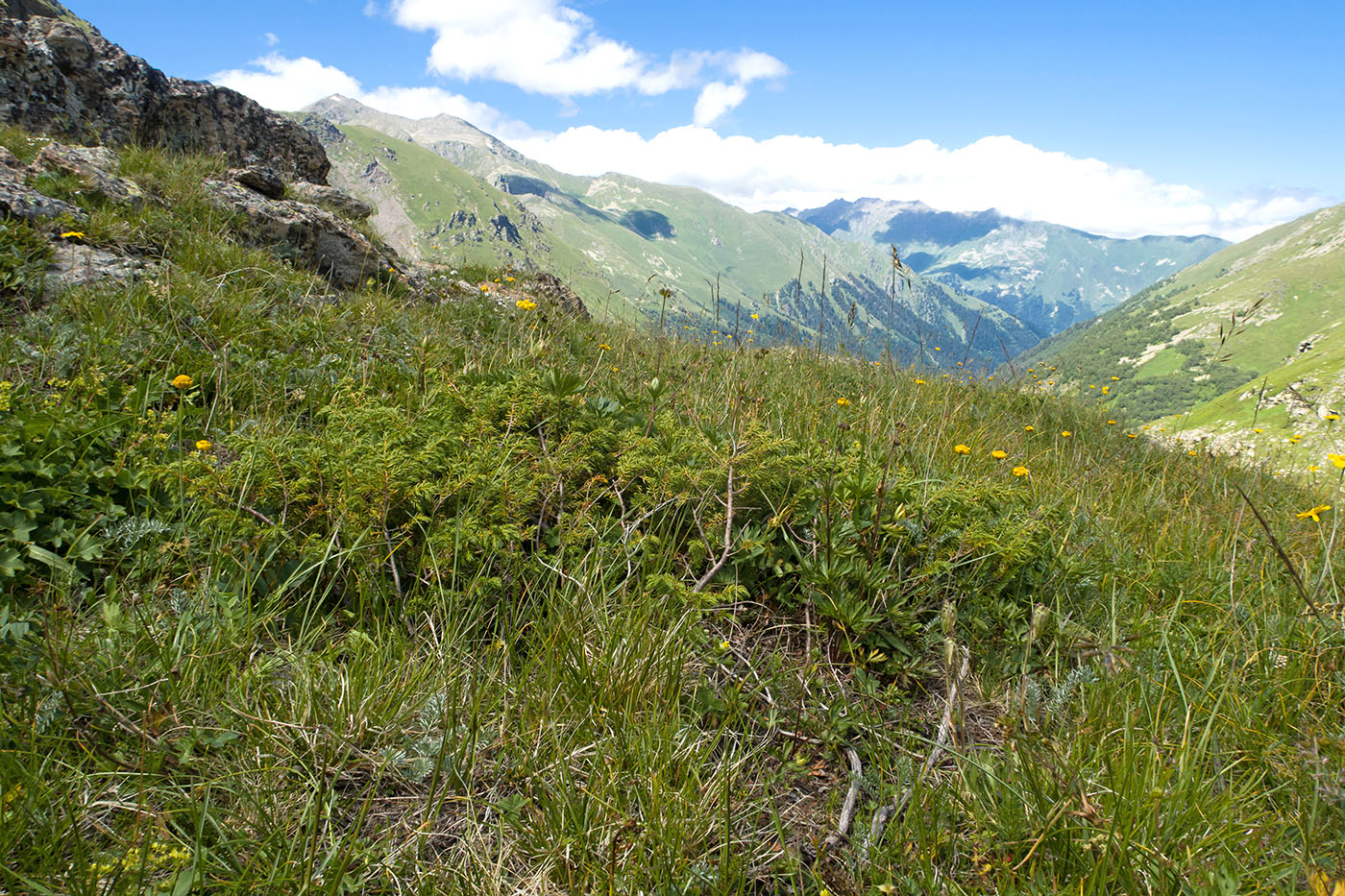 Image of Juniperus hemisphaerica specimen.