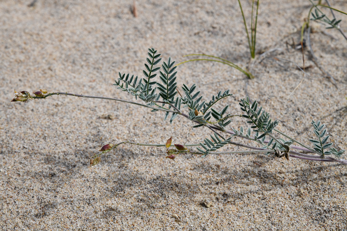 Изображение особи Astragalus olchonensis.