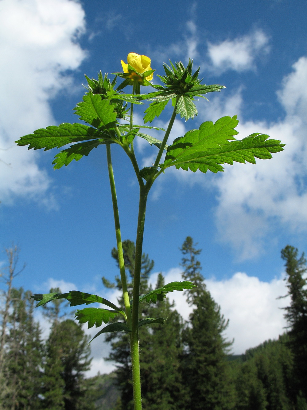 Image of Potentilla chrysantha specimen.