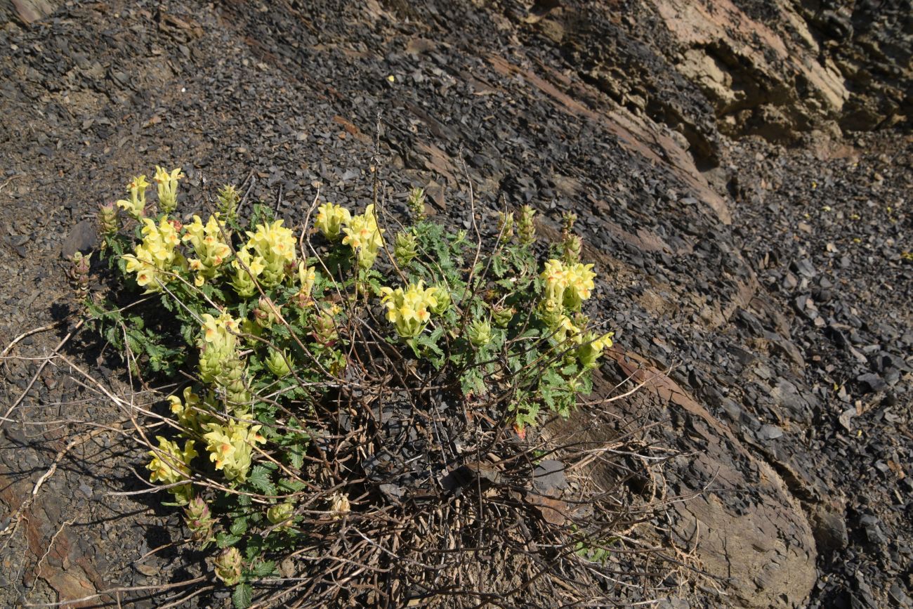 Image of Scutellaria raddeana specimen.