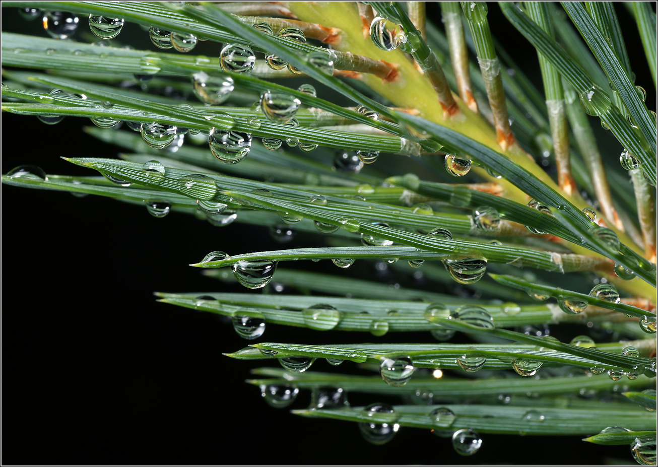 Image of Pinus sylvestris specimen.