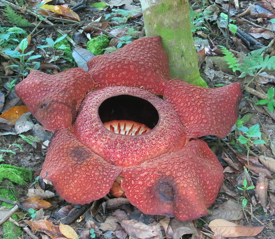 Image of Rafflesia arnoldi specimen.