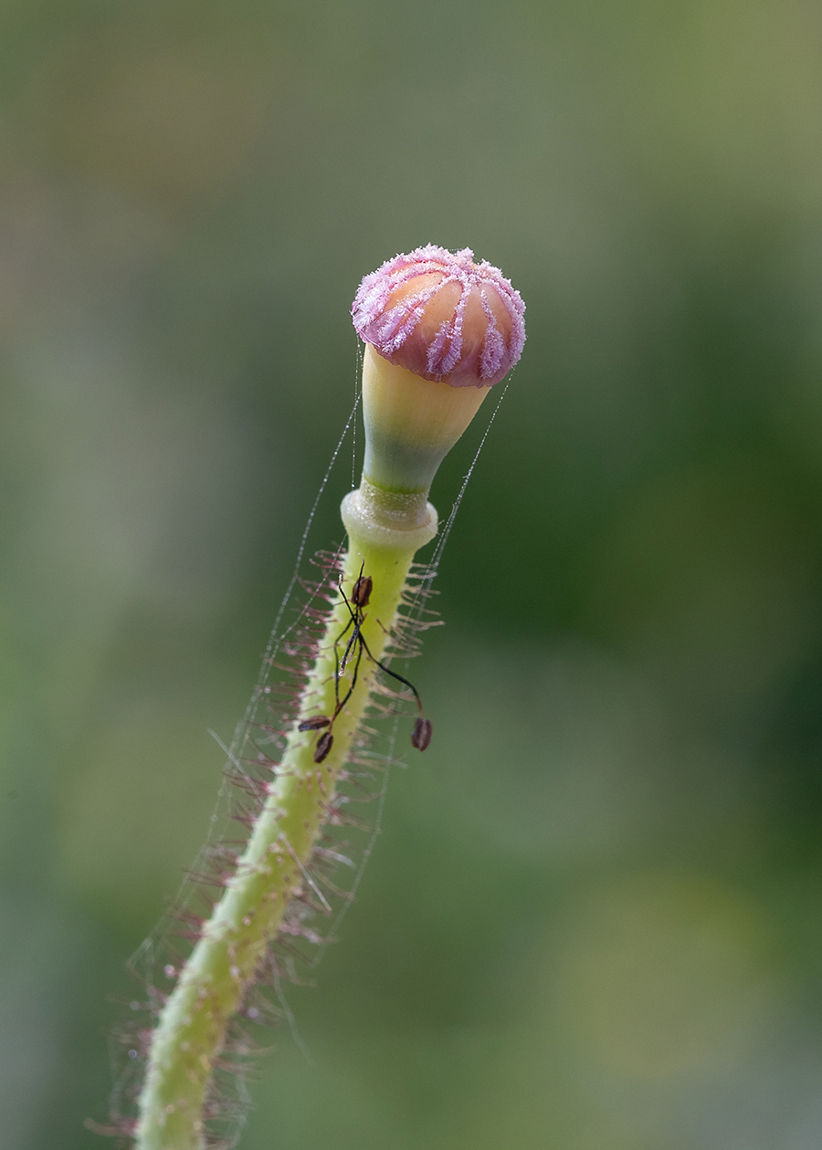 Изображение особи Papaver umbonatum.