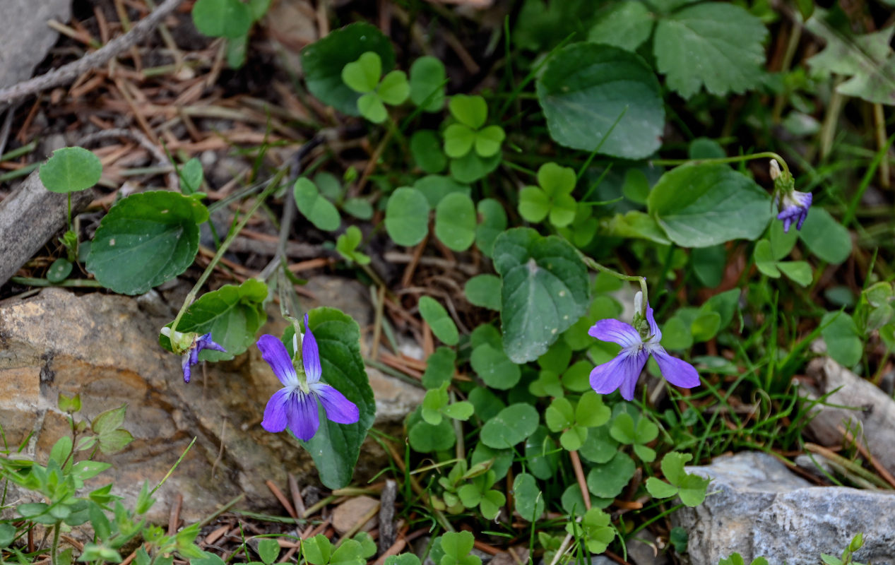 Изображение особи род Viola.