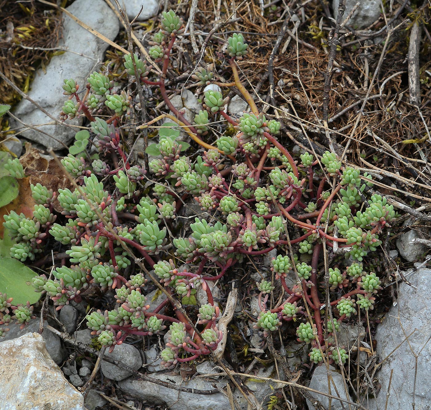 Изображение особи Sedum pallidum.