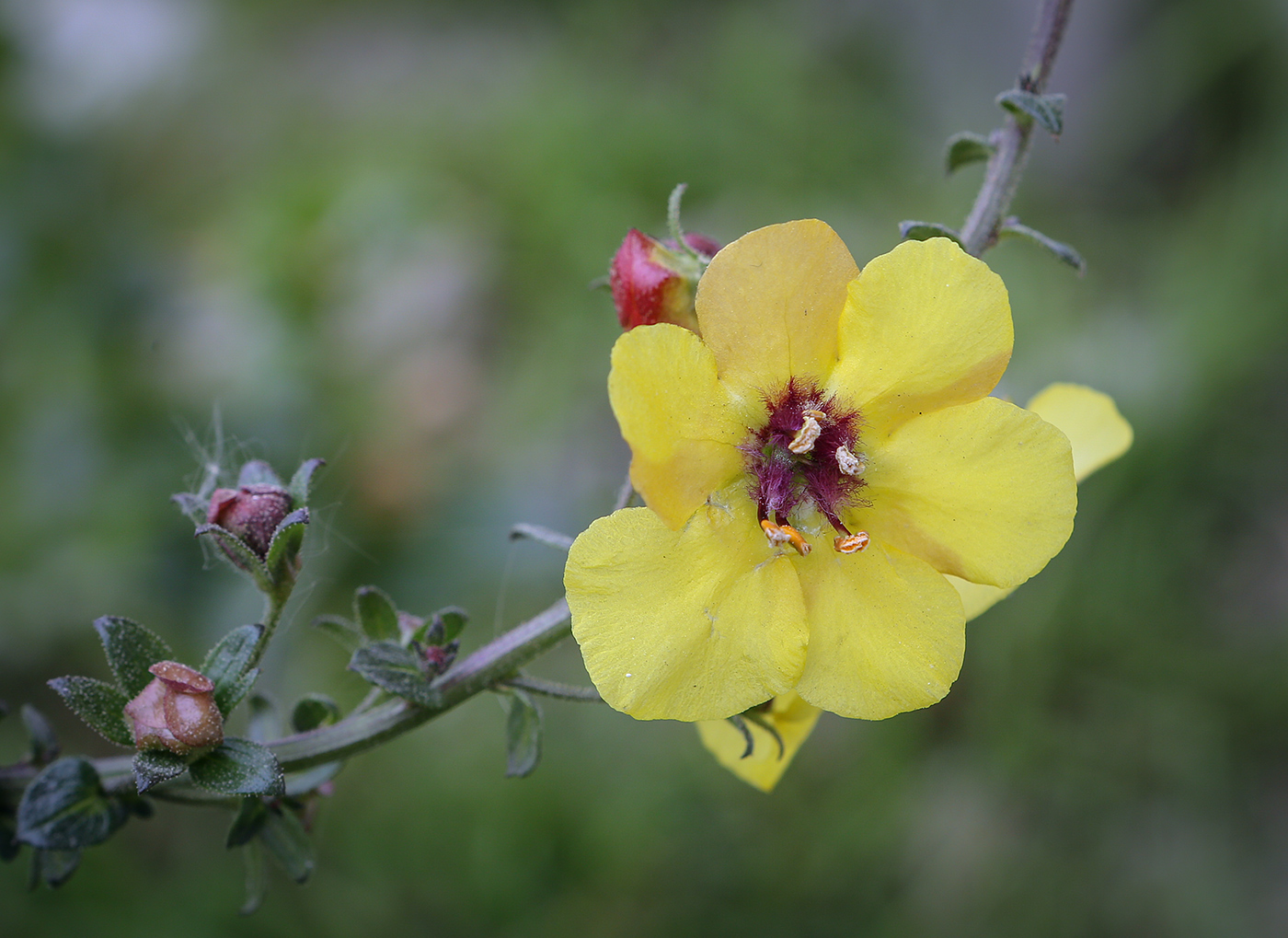 Image of Verbascum blattaria specimen.