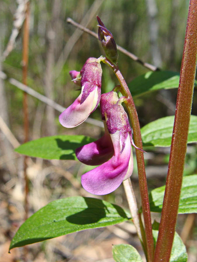 Изображение особи Lathyrus komarovii.