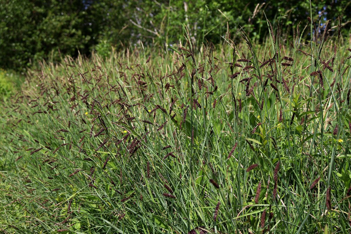 Image of Carex flacca specimen.