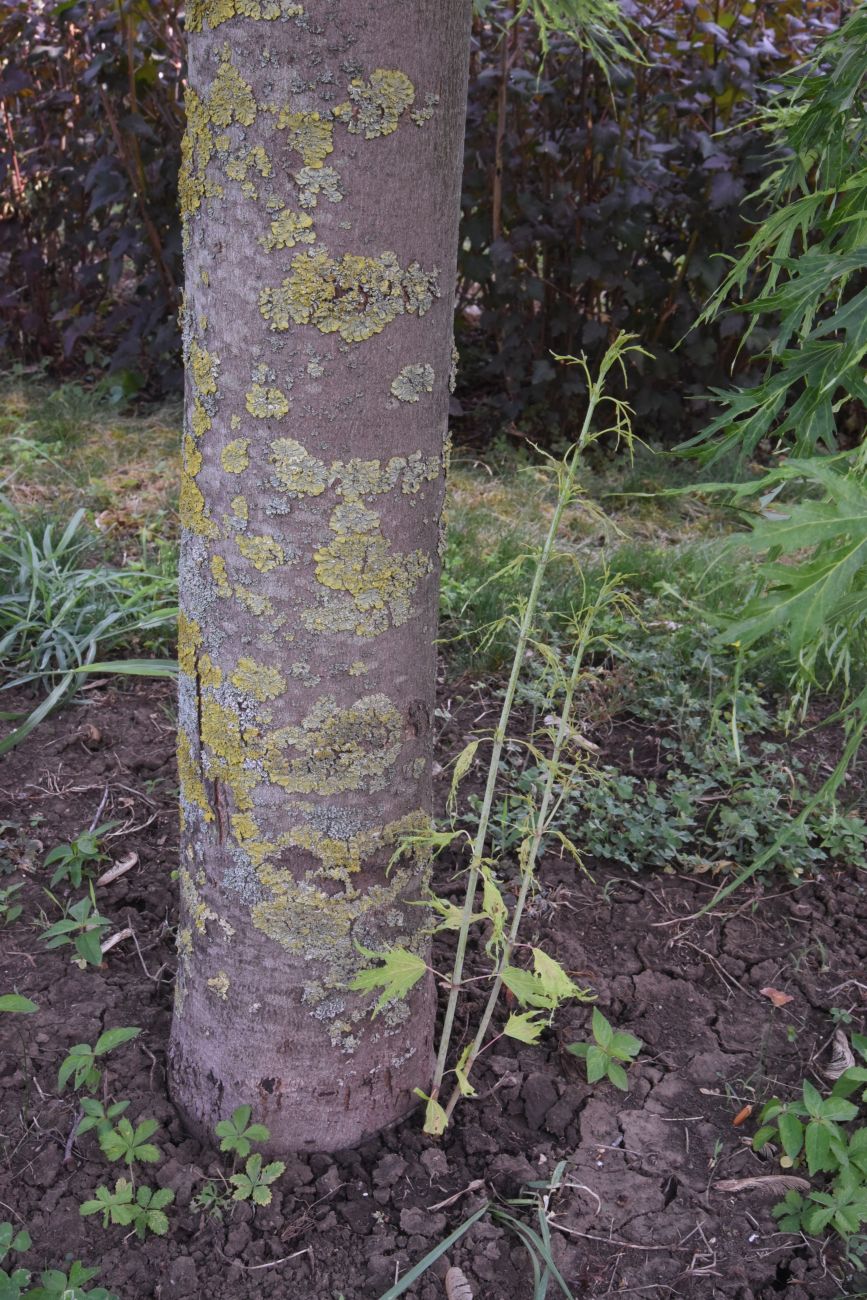 Image of Acer saccharinum specimen.