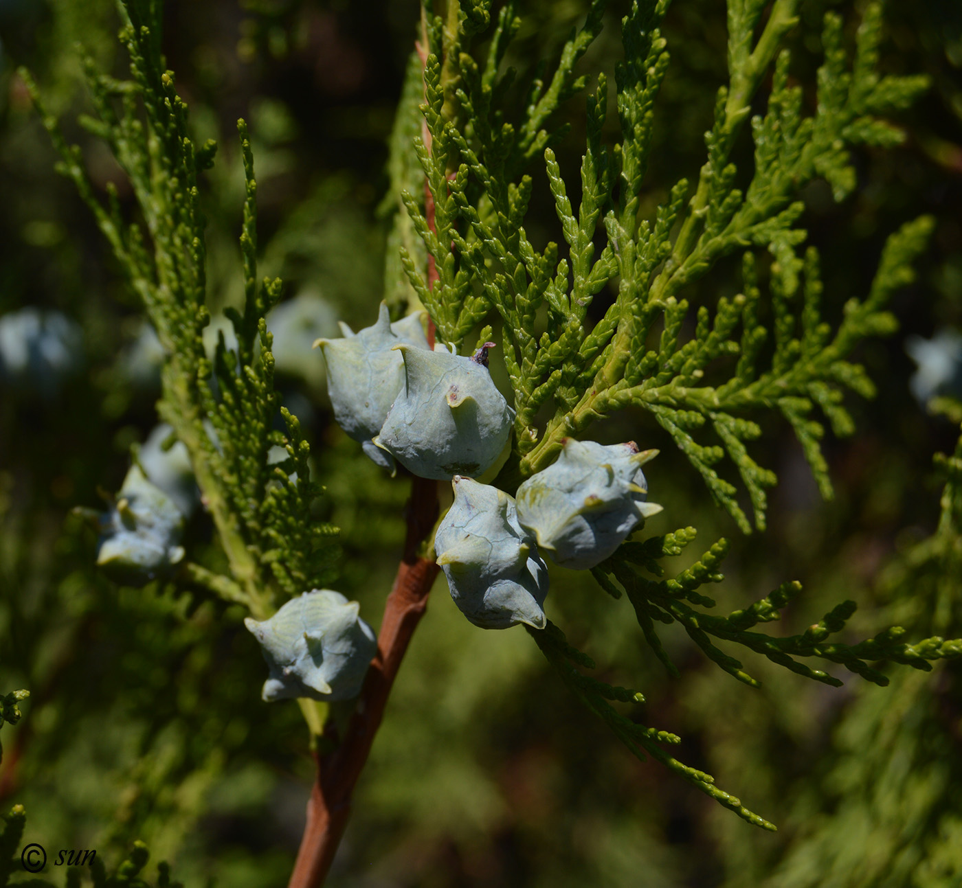 Изображение особи Platycladus orientalis.