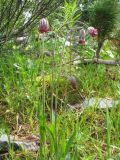 Gastrolychnis tristis. Цветущее растение. Восточный Казахстан, Южный Алтай, хр. Сарымсакты, пер. Бурхат, ≈ 1900 м н.у.м., склон сев. экспозиции, верхний край лесного пояса. 4 июля 2024 г.