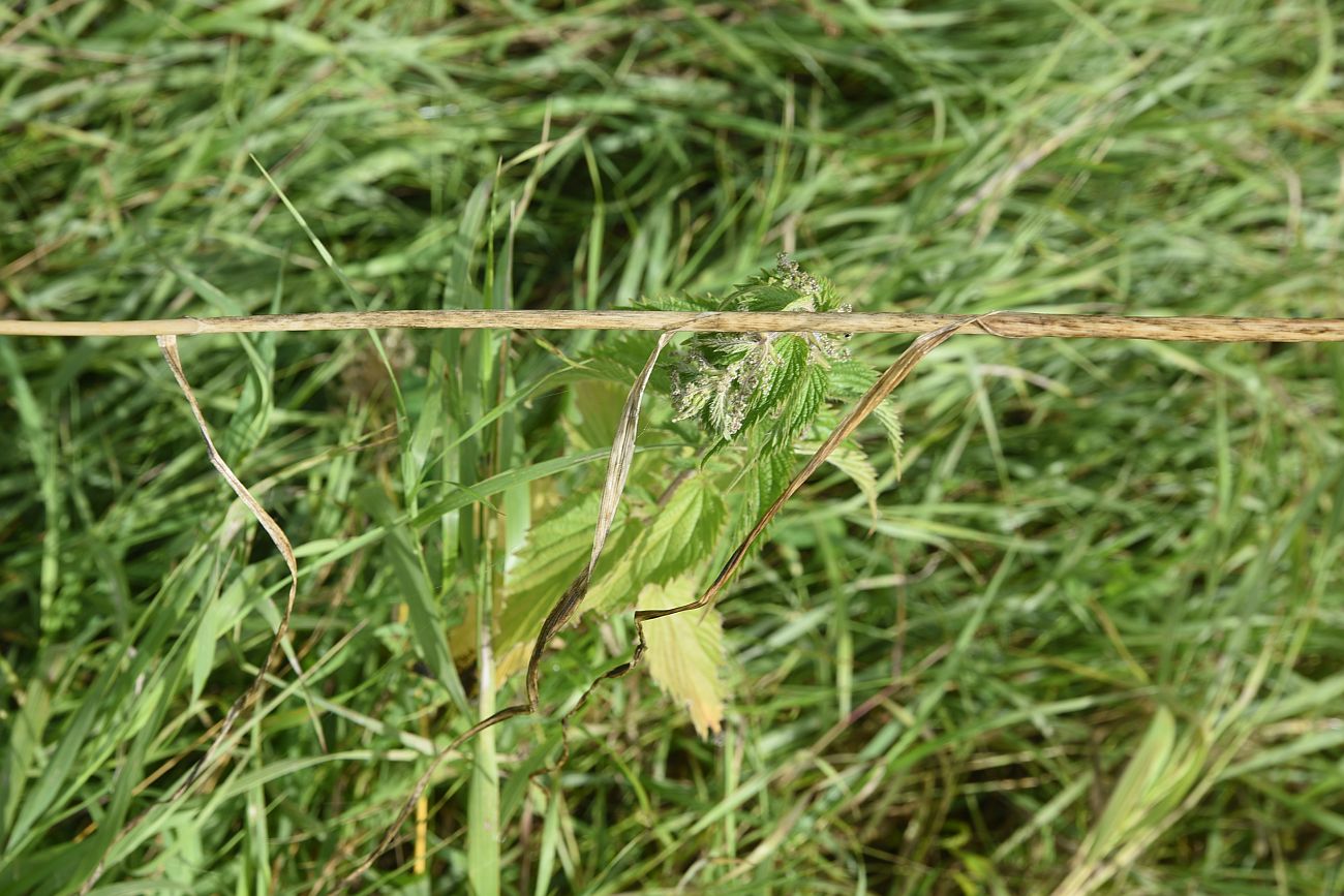 Image of Allium rotundum specimen.