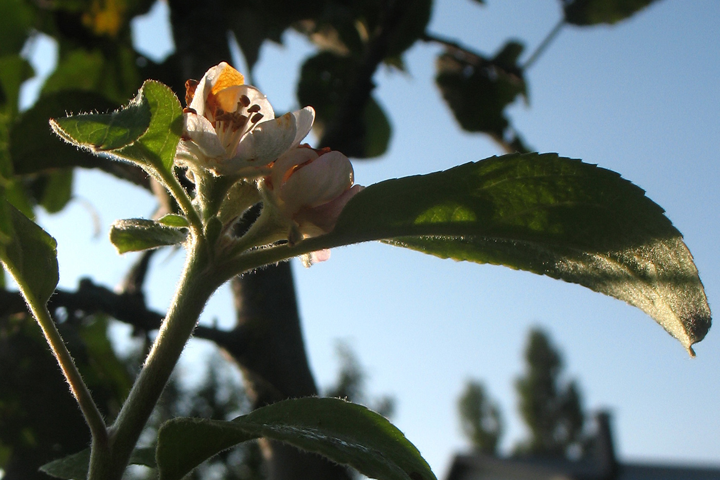 Изображение особи Malus domestica.