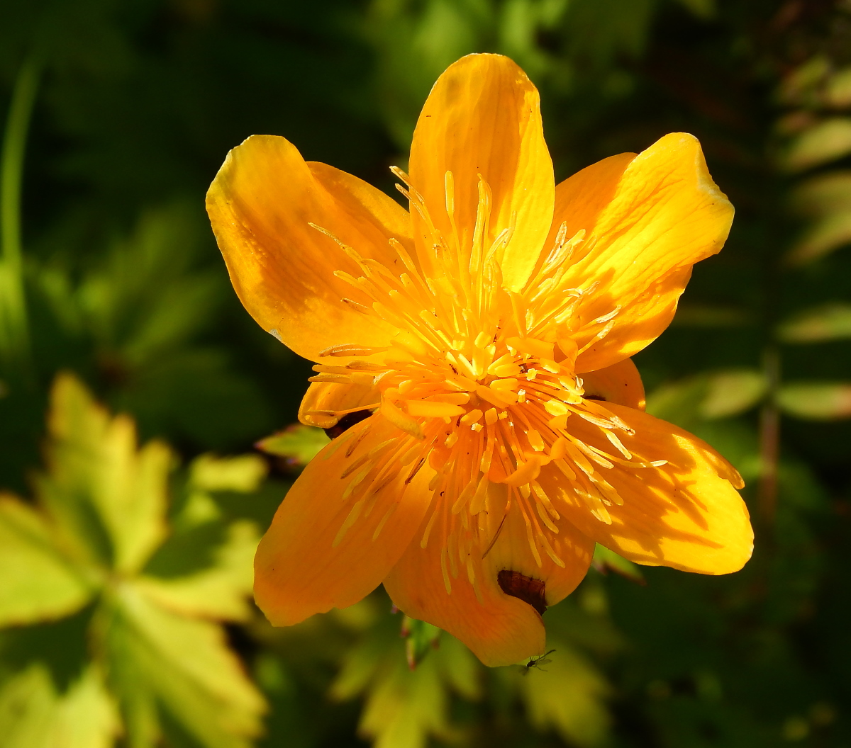 Image of genus Trollius specimen.