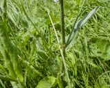 Rumex tuberosus