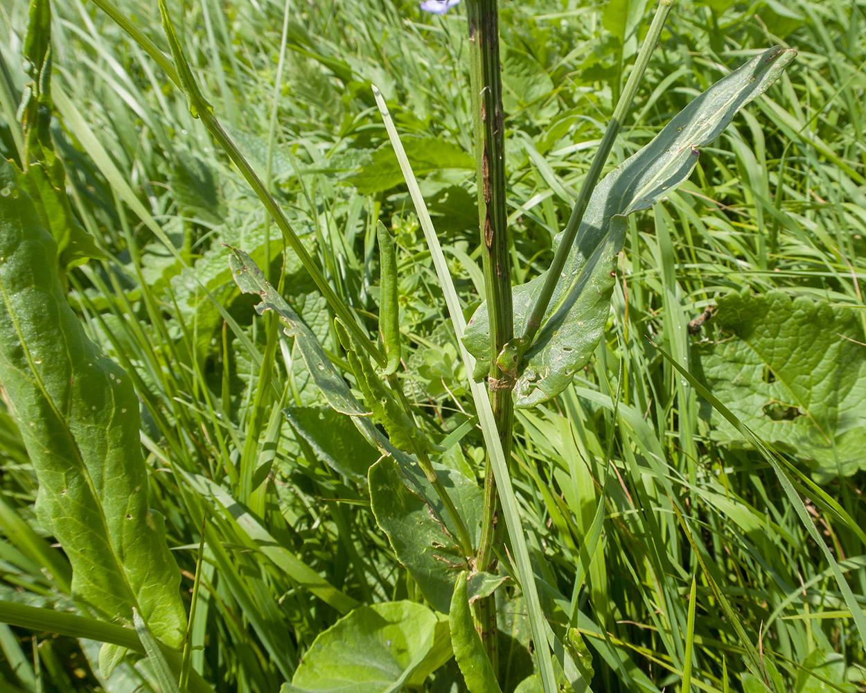 Image of Rumex tuberosus specimen.