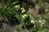 genus Primula. Цветущие растения. Чечня, Шаройский р-н, Снеговой хр., 3 км от пер. Цумандинский в сторону г. Заинкорт, выс. ок. 2850 м н.у.м., небольшой перевал между Снеговым хр. и уходящим в сторону Чечни отрогом. 25 июня 2024 г.