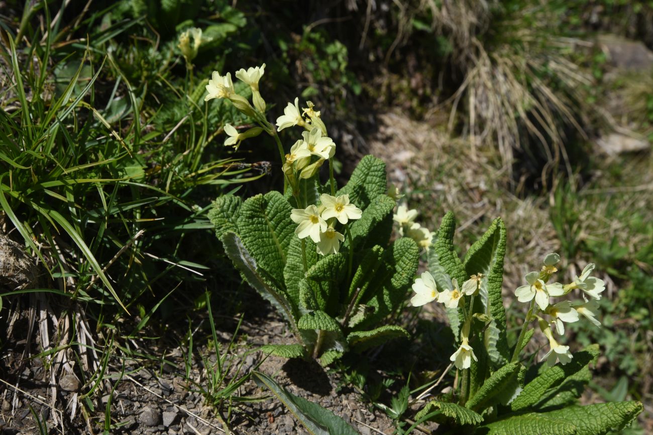 Image of Primula ruprechtii specimen.