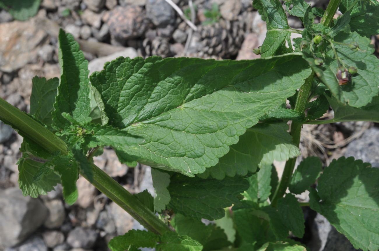 Image of Scrophularia nodosa specimen.