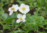 Anemonastrum villosissimum