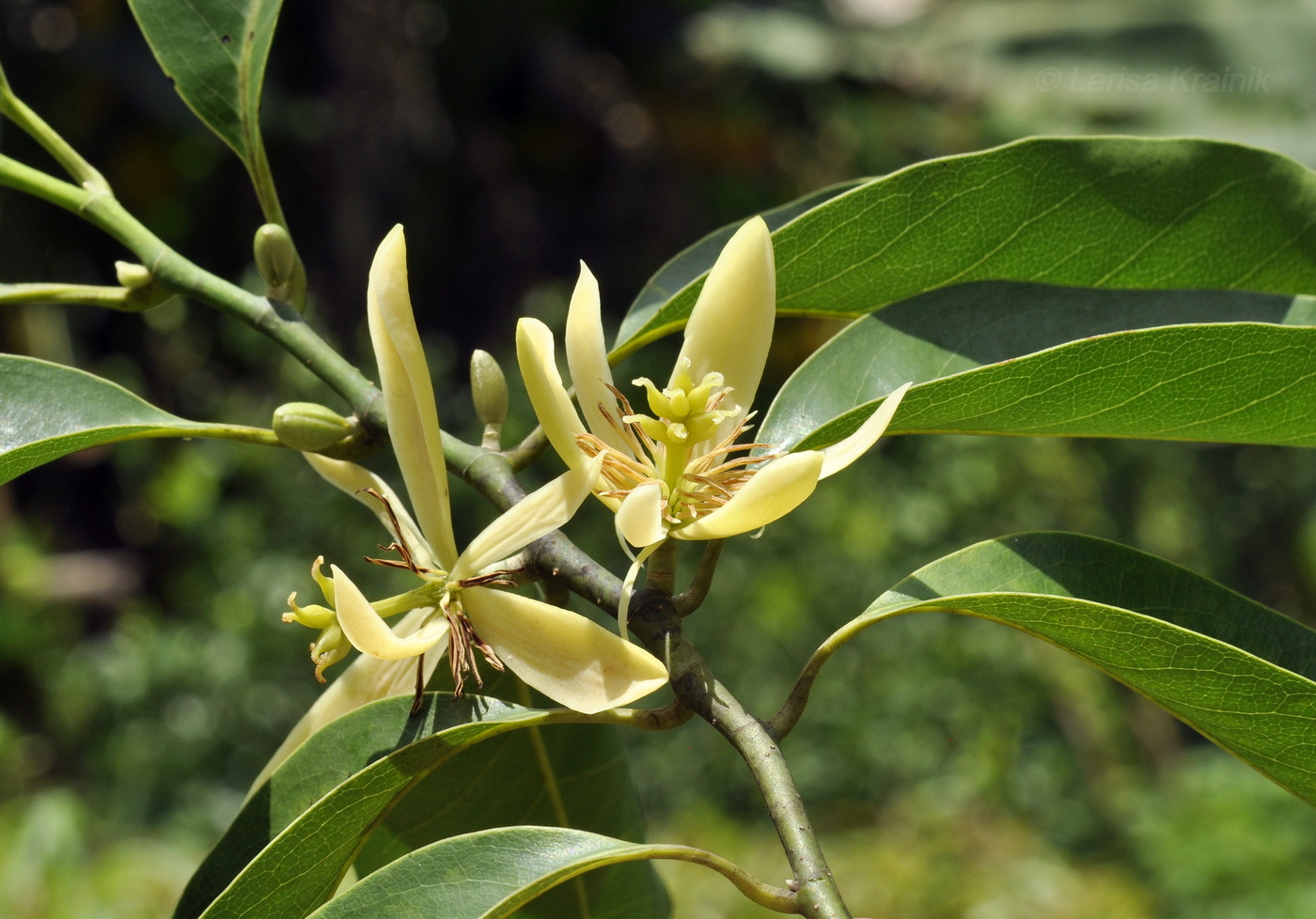 Image of Michelia champaca specimen.