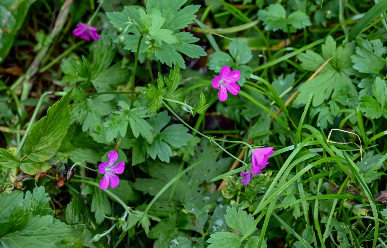 Изображение особи Geranium palustre.