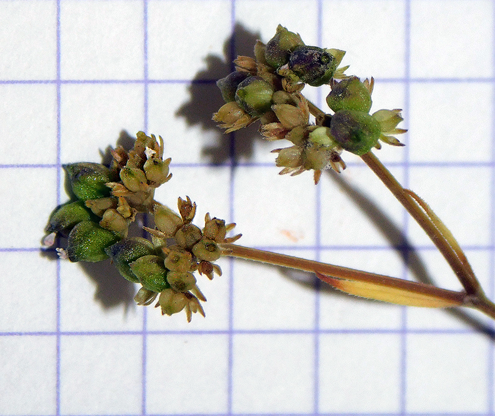 Image of Valerianella pumila specimen.