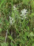 семейство Poaceae. Плодоносящее (?) растение. Узбекистан, г. Ташкент, Актепа Юнусабадская, глинистая почва. 18.04.2015.