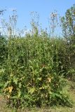 Sonchus arvensis